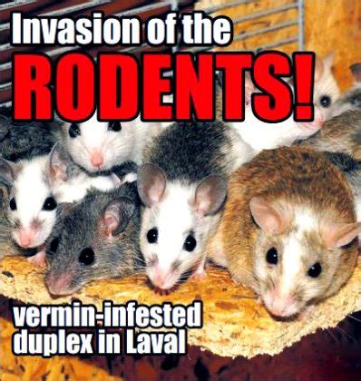 Vermin infestation in two Chomedey homes remains unabated | The Laval News