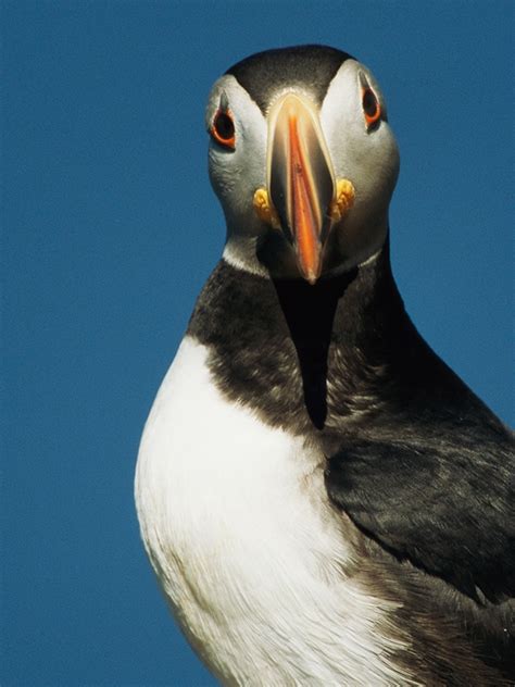 Atlantic Puffins