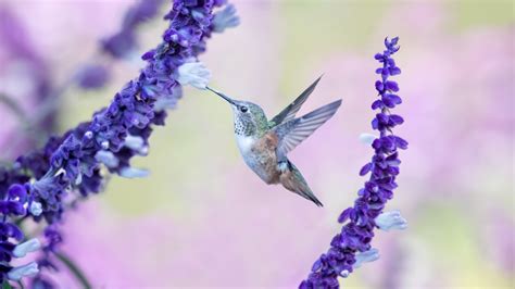 Hummingbird Wallpaper - vrogue.co