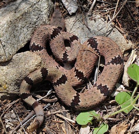 Banded Rock Rattlesnake | Snake lovers, Scary snakes, Reptiles