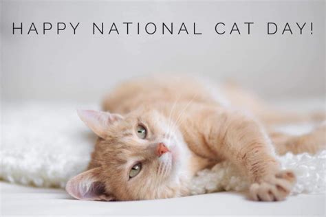 Happy National Cat Day - Desi Comments