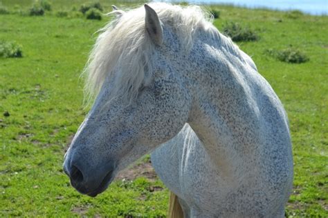 The Eriskay Pony – THE ERISKAY PONY SOCIETY