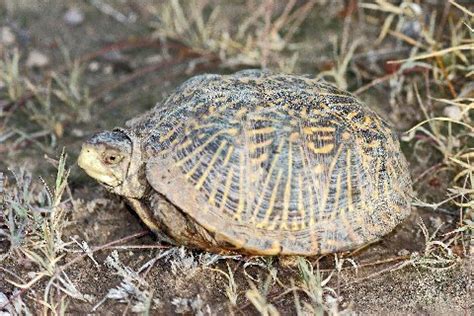 kingsnake blog Kingsnake.com Blog - In search of the desert box turtle ...