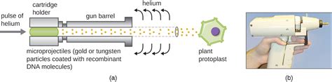 15.2 GMOs – The Science of Plants