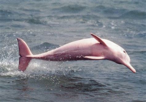 The Nicest Pictures: Pink Dolphin