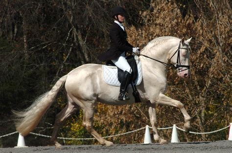 Saphiro – Cremello Lusitano Stallion | JC Andalusians