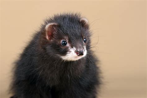 Black Sable Ferrets | Black Sable For Sale | Ferret Breeds