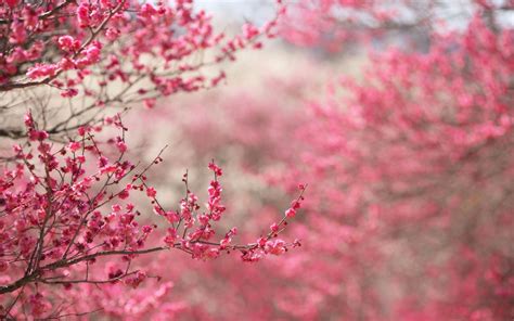 Pink Sakura Wallpapers - Top Free Pink Sakura Backgrounds - WallpaperAccess