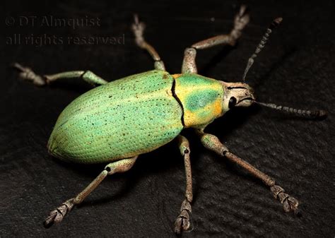 Dave's bug blog: Blue-Green Citrus Root Weevil (Pachnaeus litus)