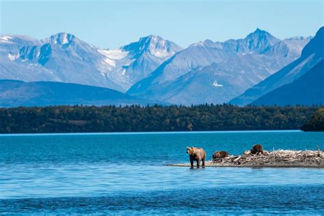 Wildlife in Alaska - Alaska Nature