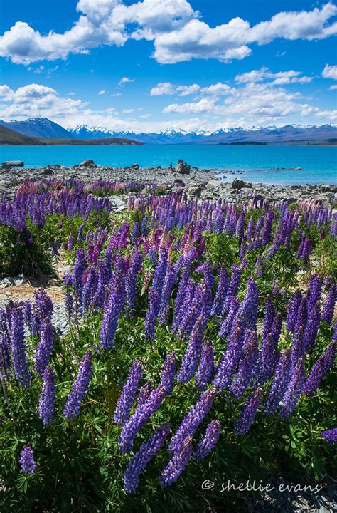 Two Go Tiki Touring: Blooming Lupins- Lake Tekapo