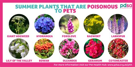 Which Plants Are Poisonous For Dogs