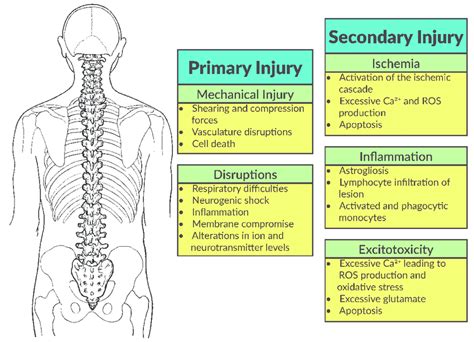 The Spinal Cord Injury (SCI) Cascade is comprised of both a primary and... | Download Scientific ...