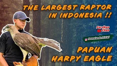 THE LARGEST EAGLE IN INDONESIA : RAJAWALI PAPUA (PAPUAN HARPY EAGLE) — HANYA ADA DI FAUNALAND ...