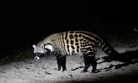 African Civet Facts: Find Out More About This Secretive Species