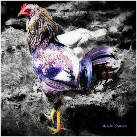 Rooster Cogburn Photograph by Helyn Broadhurst Cornille | Fine Art America