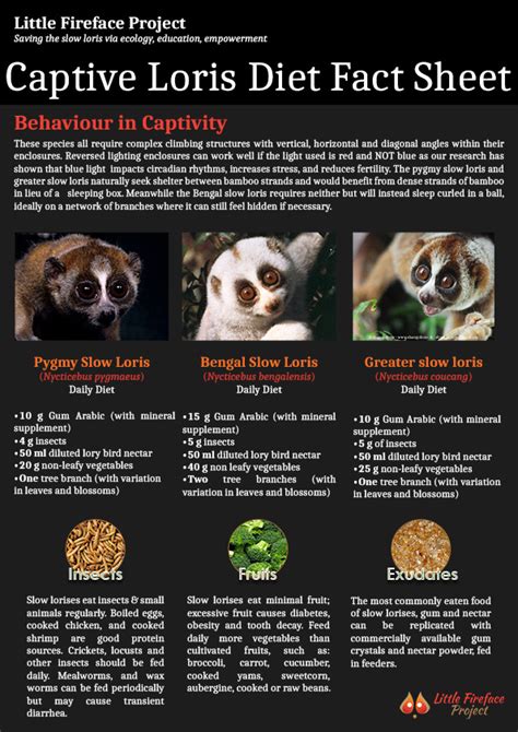 Captive Loris Diet Fact Sheet - Little Fireface Project