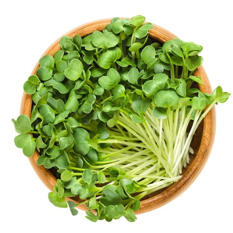 Daikon Radish Organic Microgreen Seeds – Hometown Seeds