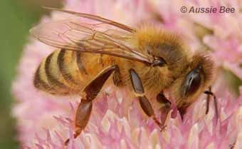 What are native bees?