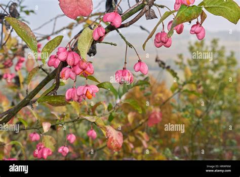 Euonymus europaeus berries Stock Photo - Alamy