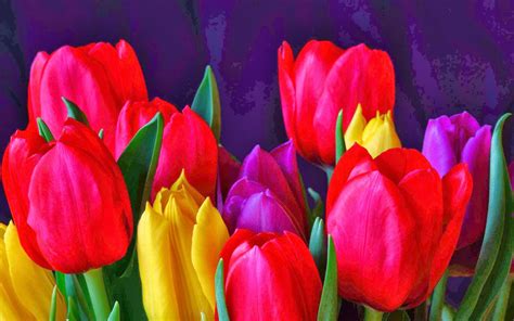 🔥 Download Chiiizuka HD Tulip Flower Wallpaper by @curtissmith | Hd Flower Wallpapers, Flower Hd ...