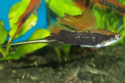 Swordtails – Detailed Guide: Care, Diet, and Breeding - Shrimp and Snail Breeder