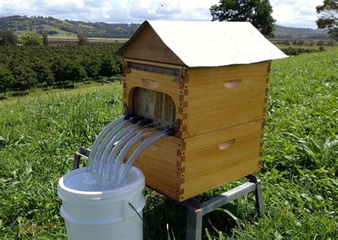 New beehive harvests honey without bugging bees (pictures) | Bee ...