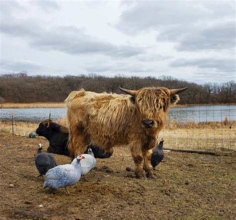 The Unique Appeal Of Micro Miniature Highland Cows: Small Size, Big ...