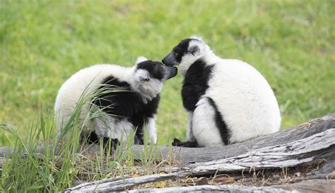 San Francisco Zoo: Fascinating Animals & Conservation