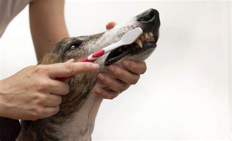 5 Homemade Dog Toothpaste Recipes: DIY Dental Care!