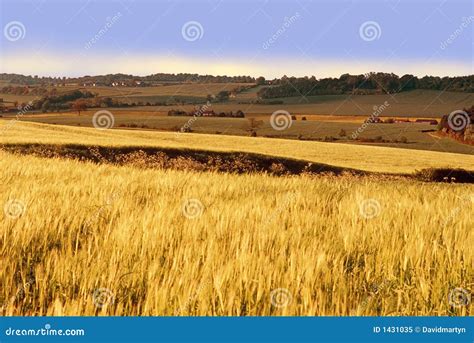 Farmland With Cereal Crops Royalty Free Stock Photo - Image: 1431035