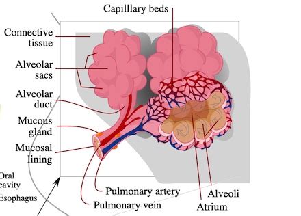 Capillary Bed Definition, Function & Diagram - Video & Lesson Transcript | Study.com