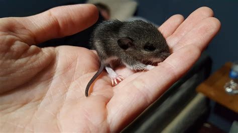 Help! I found a baby mouse about 3 days ago and i have been feeding him ...