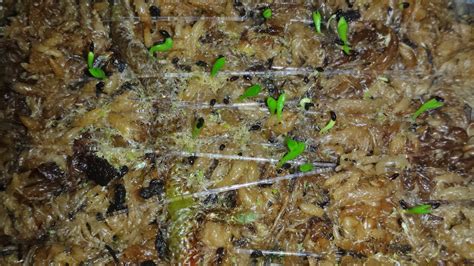 Orchids seeds non-symbiotic germination ex-vitro on example of ...