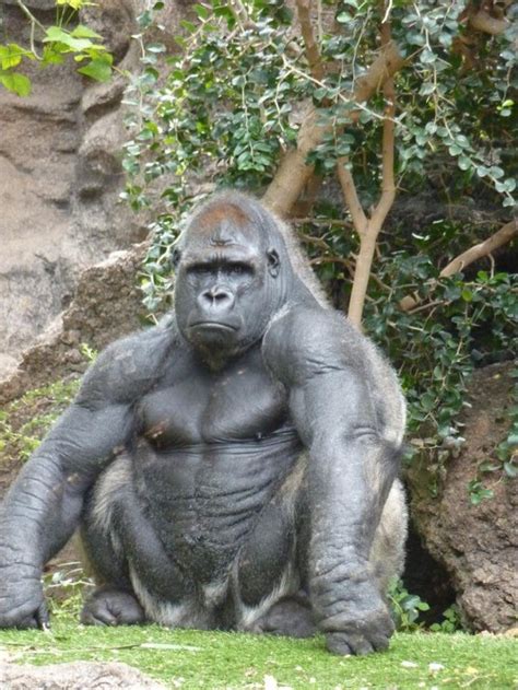 Just a jacked gorilla : r/natureismetal