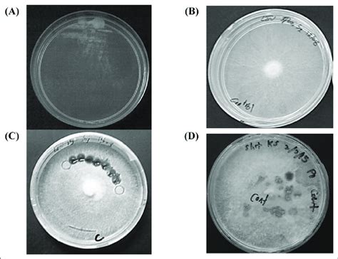 Morphology of spores and mycelium. (A) Spores, (B) MM, (C) 3 rd DM... | Download Scientific Diagram