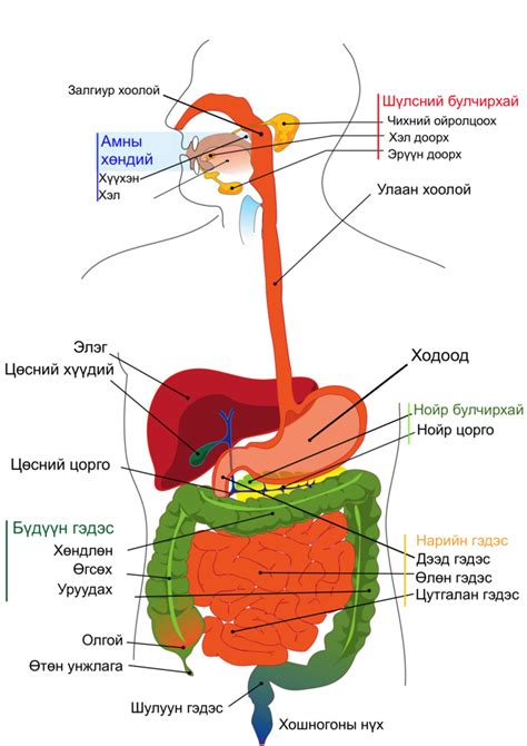 File:Digestive system diagram mn.png - Wikimedia Commons
