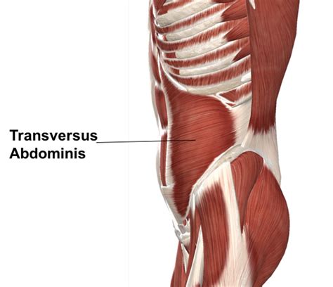 Muscles – Advanced Anatomy 2nd. Ed.