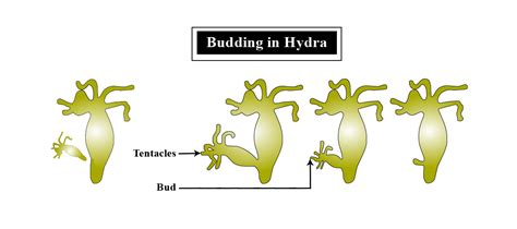 Budding method of asexual reproduction occurs in:a)Amoebab)Plasmodiumc ...