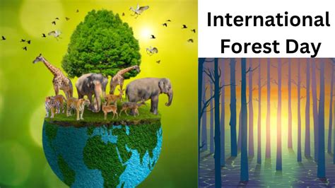 International Forest Day 2023: क्या है भारत में वनों की स्थिति, जानिए ...