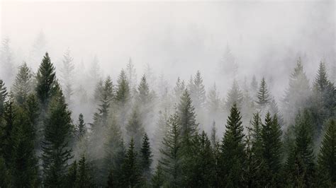 Foggy Forest Hd Background Wallpapers - 1920x1080 - Download HD Wallpaper - WallpaperTip