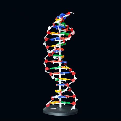 60cm High DNA Double Helix Structure Model Base Pair Genetic Gene Biologic Teaching Aids ...