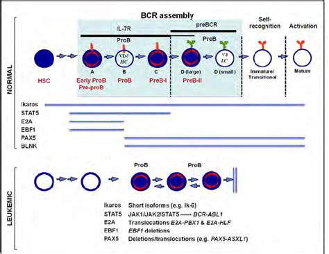 Normal and leukemic B cell development. B cell stages can be divided... | Download Scientific ...