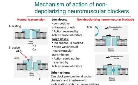 Skeletal Muscle Relaxants Drugs Classification Uses Pharmacology PPT ...