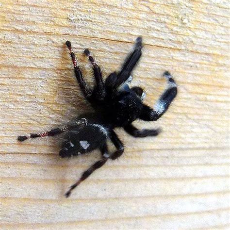 Black and White Jumping Spider