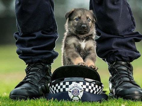 This German Shepherd puppy is ready to be a Police K-9, so sweet! # ...