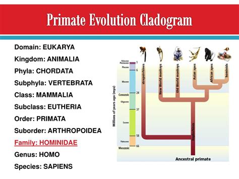 PPT - Hominid Evolution & Classification PowerPoint Presentation - ID ...