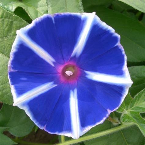 Windmill Lavender Blue Morning Glory Seeds - Flowering Vine Seeds | Morning glory seeds, Blue ...