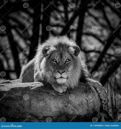 Lions Stare Black and White Stock Photo - Image of staring, scale ...