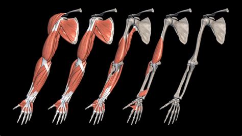 Best Free Anatomy Apps for Mac for Medical Students | HealthySimulation.com